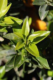              Sun leaves (Riverside, CA)       