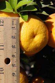            Fruit (Riverside, CA)   