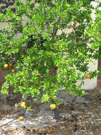            Habit (Winter Haven, FL)   