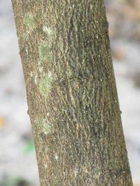            Bark (Winter Haven, FL)      