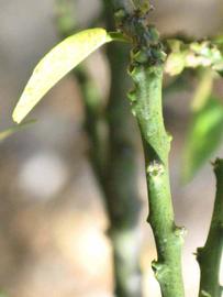            First year twig (Winter Haven, FL)   