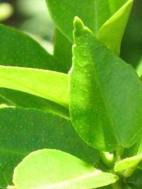              Margin (Winter Haven, FL)       