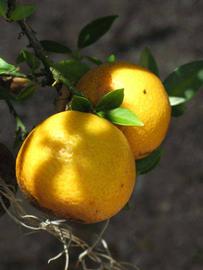            Fruit (Winter Haven, FL)   