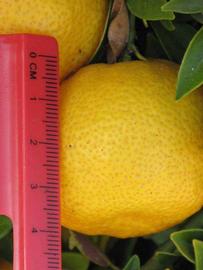            Fruit (Riverside, CA)   