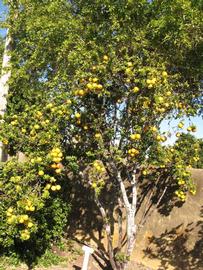              Habit (Winter Haven, FL)       