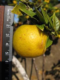              Fruit (Winter Haven, FL)       