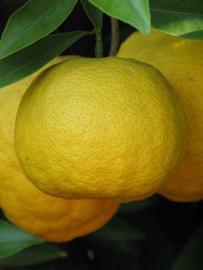            Fruit (Riverside, CA)   