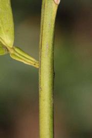              First year twig (Riverside, CA)       