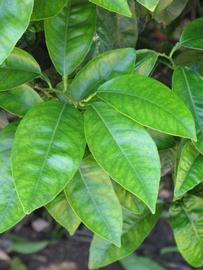              Shade leaves (Riverside, CA)       