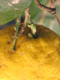            Fruit (Riverside, CA)   