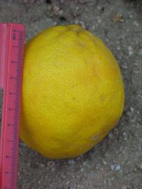            Fruit (Riverside, CA)   