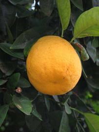            Fruit (Riverside, CA)   