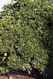            Habit (Riverside, CA)   