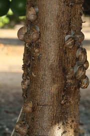            Bark (Riverside, CA)   