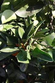            Sun leaves (Riverside, CA)   