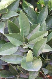            Shade leaves (Riverside, CA)   