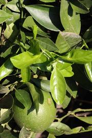            Sun leaves (Riverside, CA)   