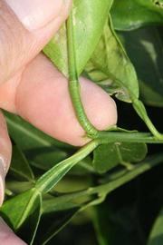            Petiole (Riverside, CA)   