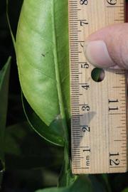            Unifoliolate leaf (Riverside, CA)   