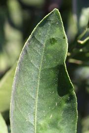            Margin (Riverside, CA)   