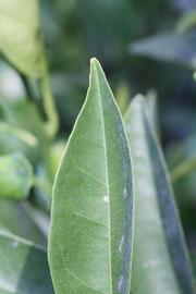            Margin (Riverside, CA)   