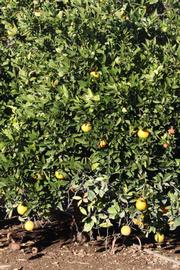            Habit (Riverside, CA)   