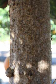              Bark (Riverside, CA)       