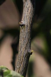              Second - third year twig (Riverside, CA)       