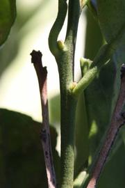              First year twig (Riverside, CA)       