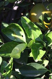            Shade leaves (Riverside, CA)   