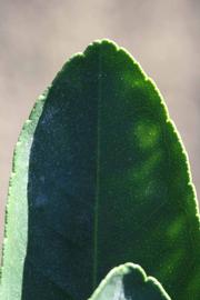              Margin (Riverside, CA)       