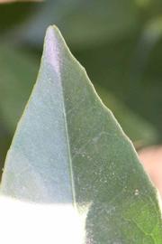              Margin (Riverside, CA)       