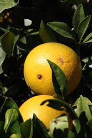              Fruit (Riverside, CA)       