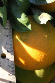              Fruit (Riverside, CA)       