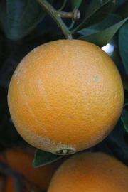              Fruit (Riverside, CA)       