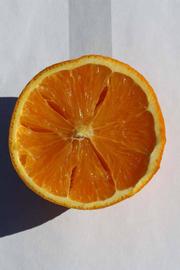              Fruit cross-section (Riverside, CA)       