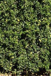            Habit (Riverside, CA)   