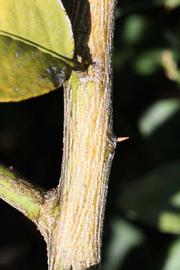            Second - third year twig (Riverside, CA)   