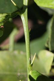            First year twig (Riverside, CA)   