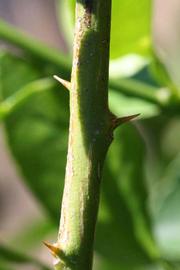            First year twig (Riverside, CA)   