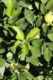            Sun leaves (Riverside, CA)   