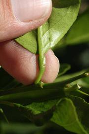            Petiole (Riverside, CA)   