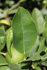            Unifoliolate leaf (Riverside, CA)   