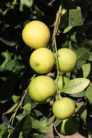            Fruit (Riverside, CA)   