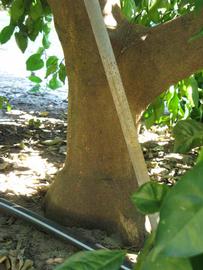            Bark (Winter Haven, FL)   