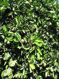              Sun leaves (Winter Haven, FL)       