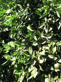              Sun leaves (Winter Haven, FL)       