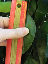            Unifoliolate leaf (Winter Haven, FL)   