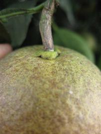              Fruit (Winter Haven, FL)       