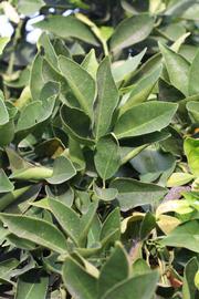            Sun leaves (Riverside, CA)   